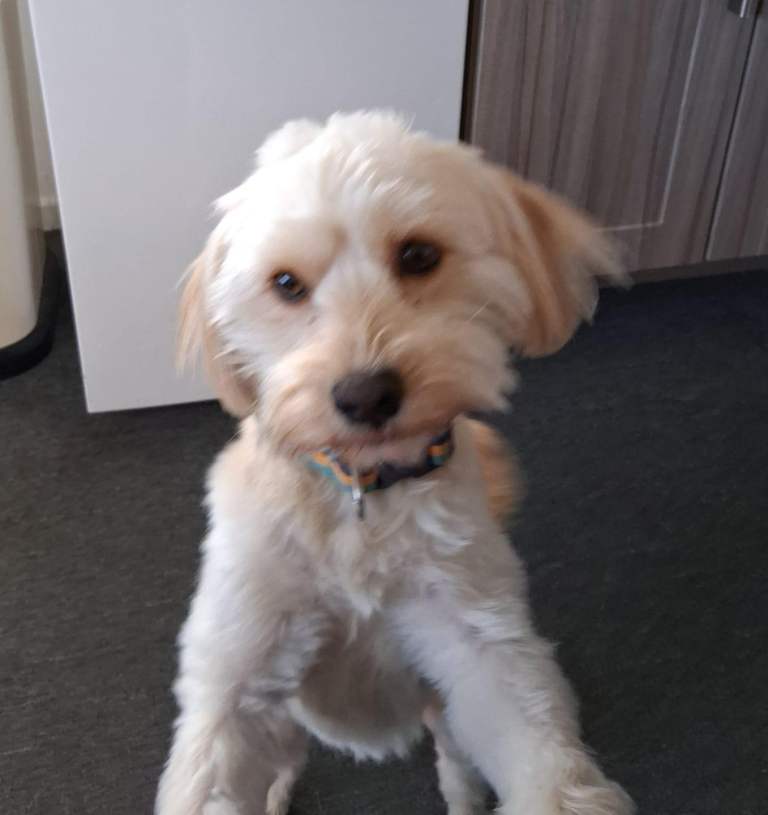 18 month old cross