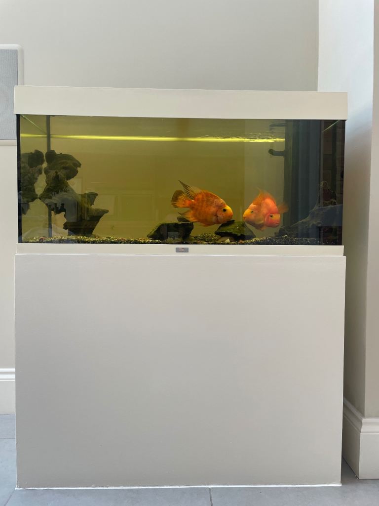 Juwel Aquarium plus stand plus parrot cichlid fish x3 