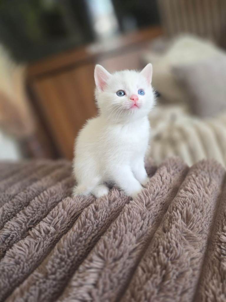 ** ALL RESERVED **Beautiful Kittens ready to leave may 16th
