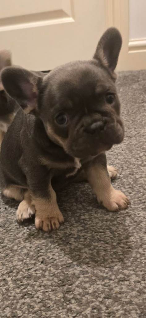 French bulldog puppy for sale 😍 