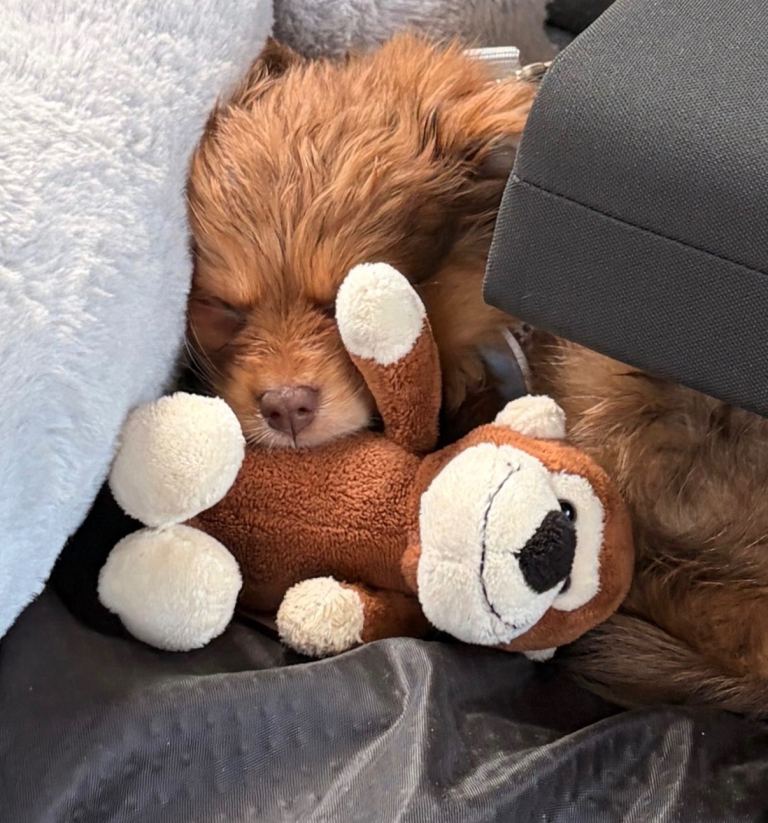 Pomeranian/ yorkipoo 