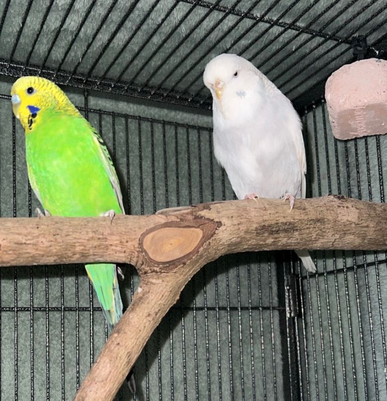 Pair of budgies and brand new cage