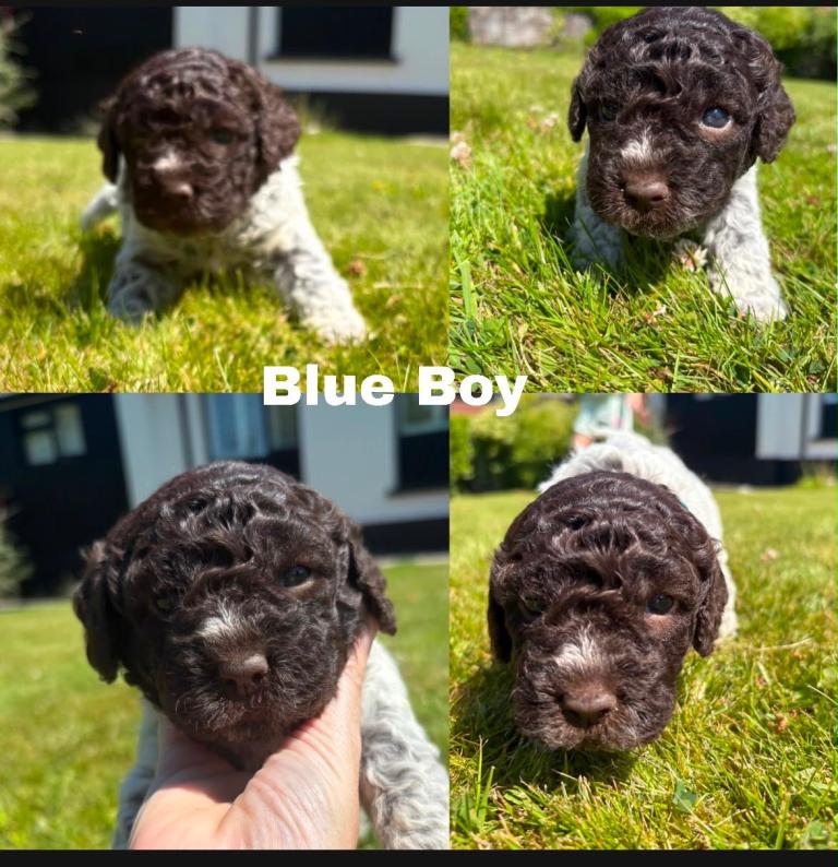 Lagotto Romagnolo Puppies (Italian Water dogs)