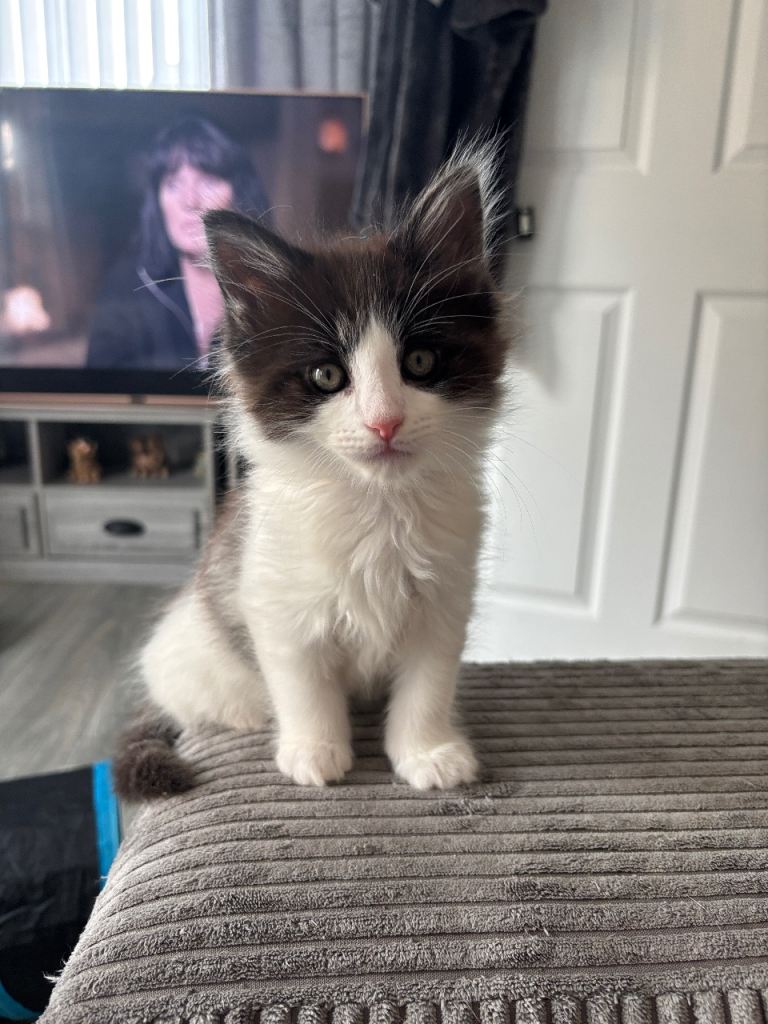 Turkish van mix kittens READY NOW