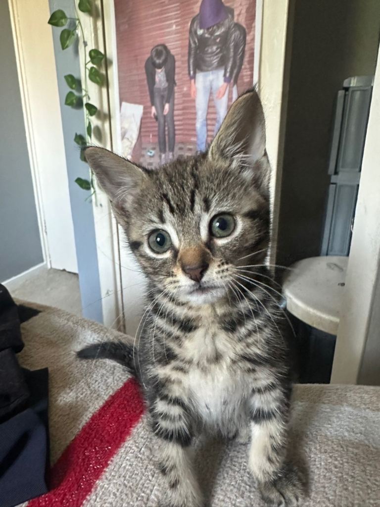 Adorable Female Tabby Kitten – Ready Now for Loving Home
