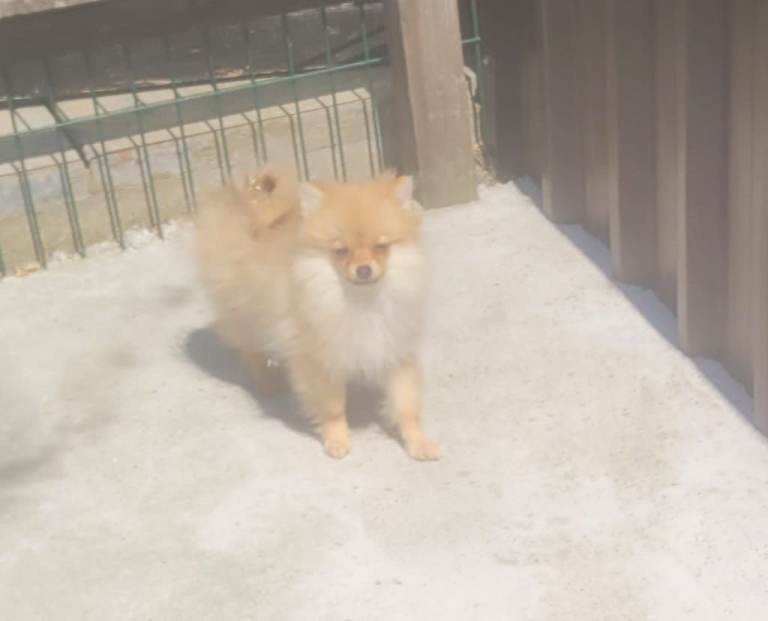 Gorgeous Pomeranian Pups