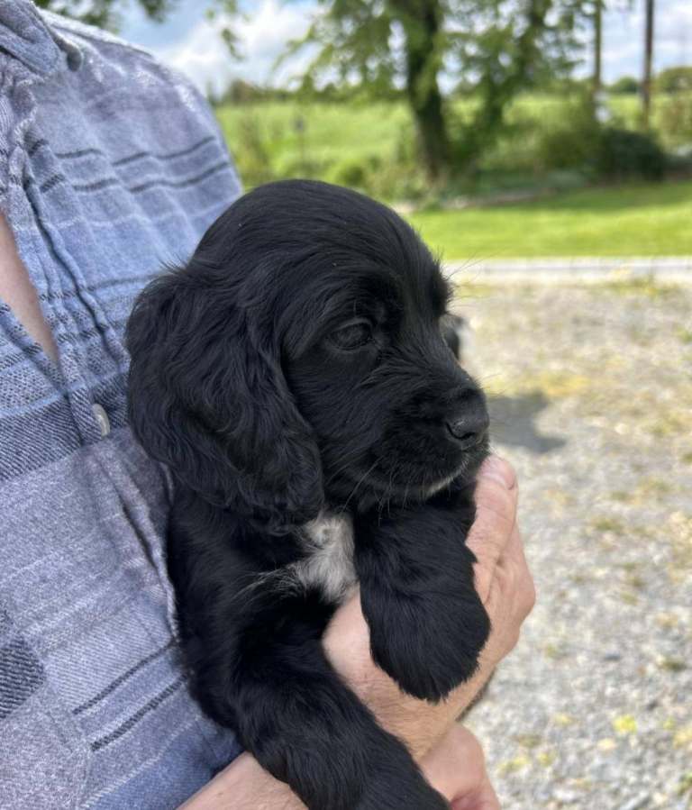 Cocker spainel puppy for sale 