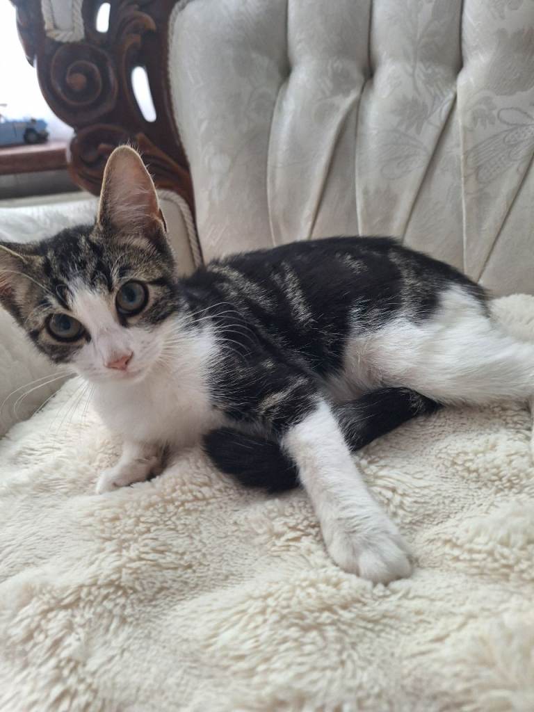 Kittens for sale