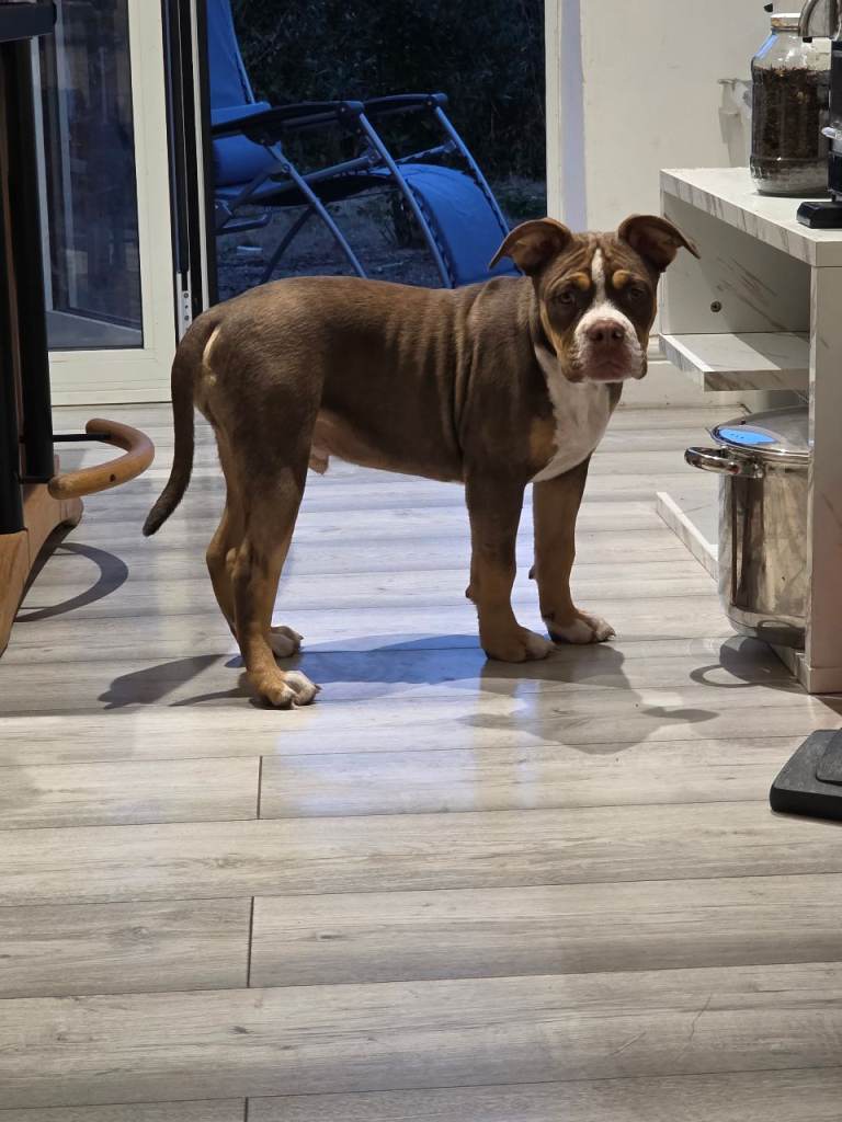 American bulldog 