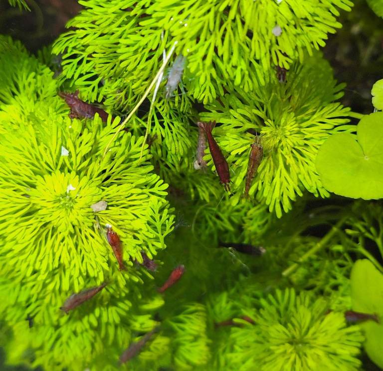 25 MIXED SHRIMP FOR AQUARIUMS . A GREAT CLEAN UP CREW. 