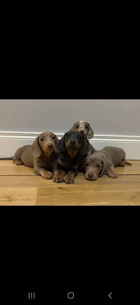Dachshund pups for sale