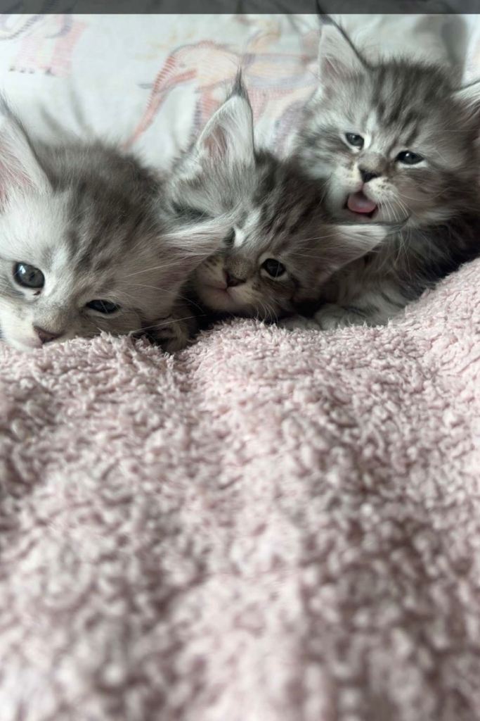 Main coon kittens 