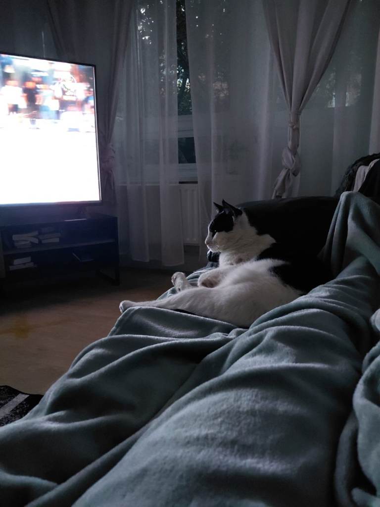 Lovely cat due to my circumstances I have to give away