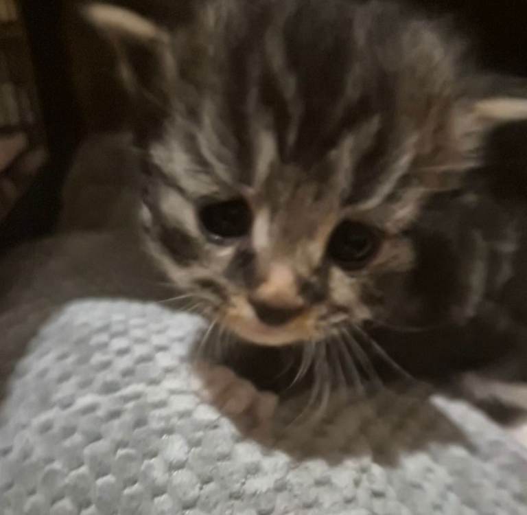Maine coon x Tabby x Bengal kittens for sale