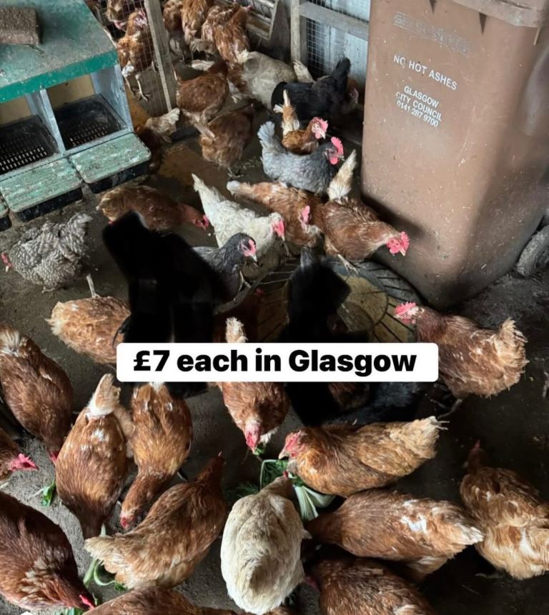 Chicken 