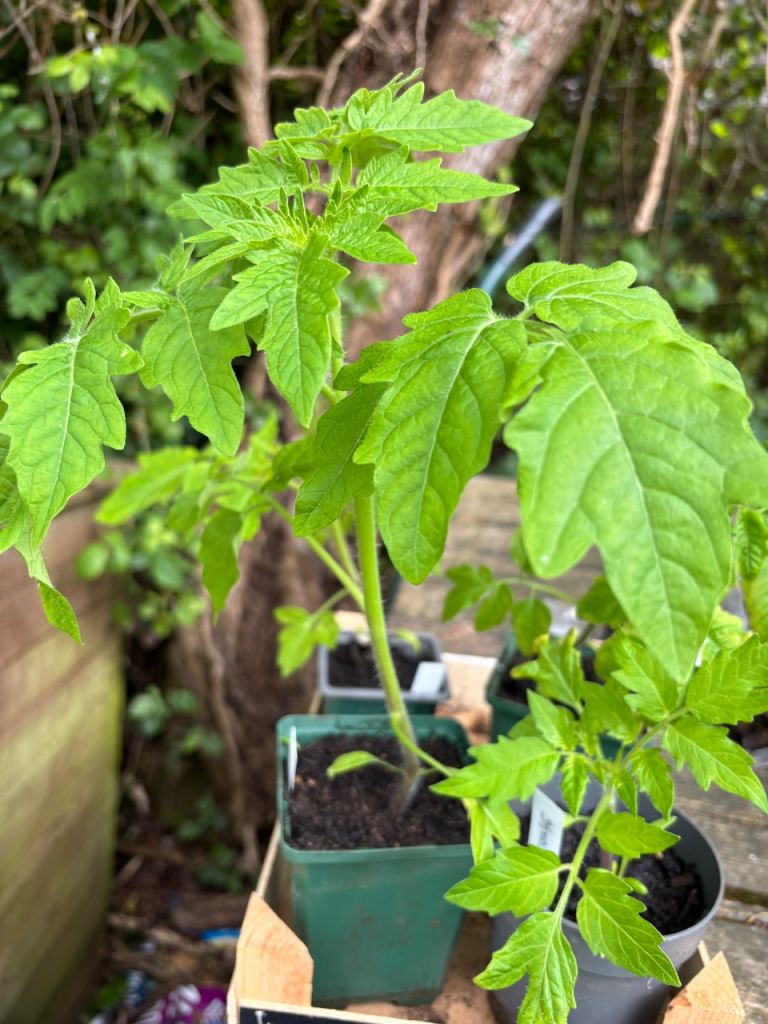 Tomato plants 