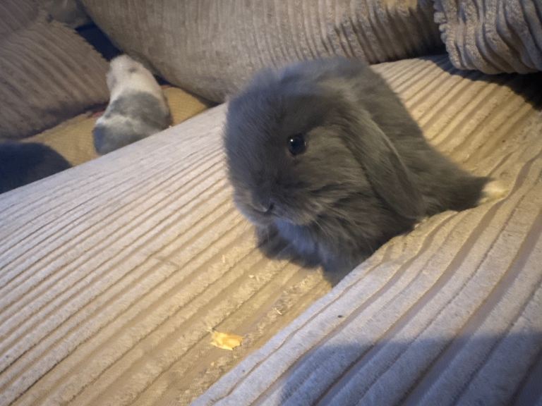 Mini lop bunnies 