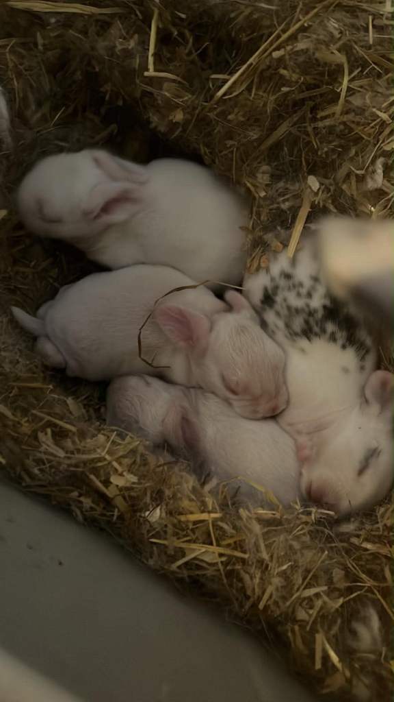 Mini lop bunnies 