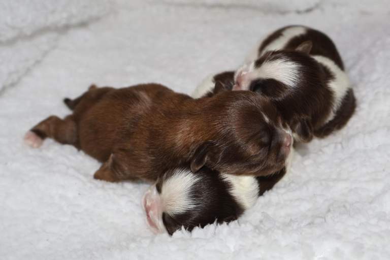 ✨Ultimate DNA Imperial’s now available✨