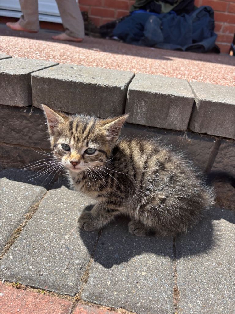 Kittens 