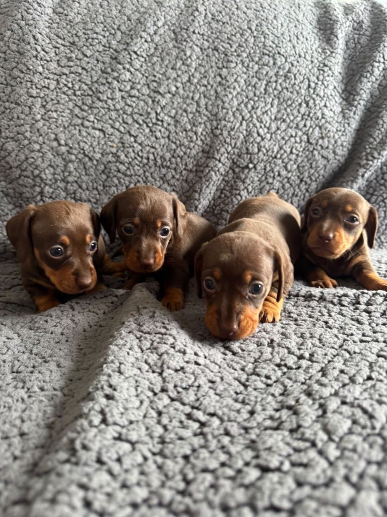 Chocolate and tan miniature dachshunds