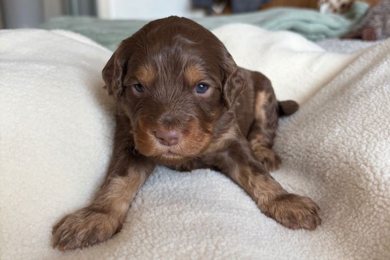 Cockapoo puppies