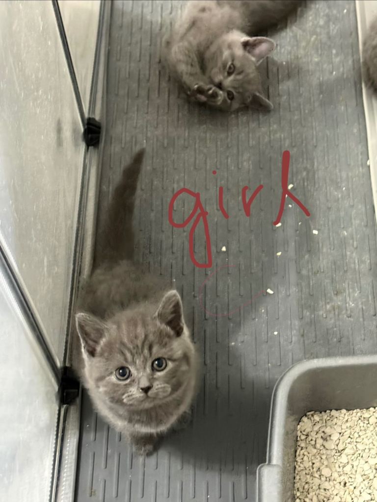 British shorthair kittens 