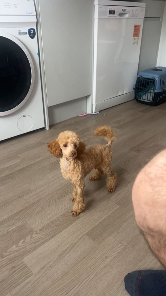 Toy poodle dog for sale 