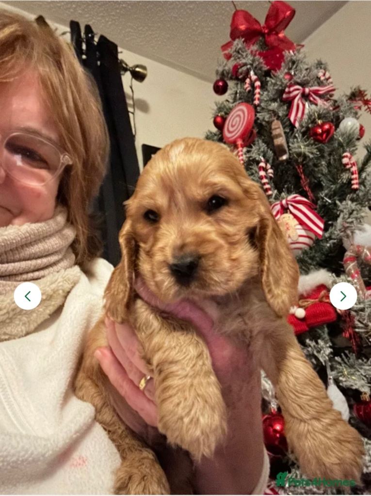 KC Golden Show Cocker Spaniel 