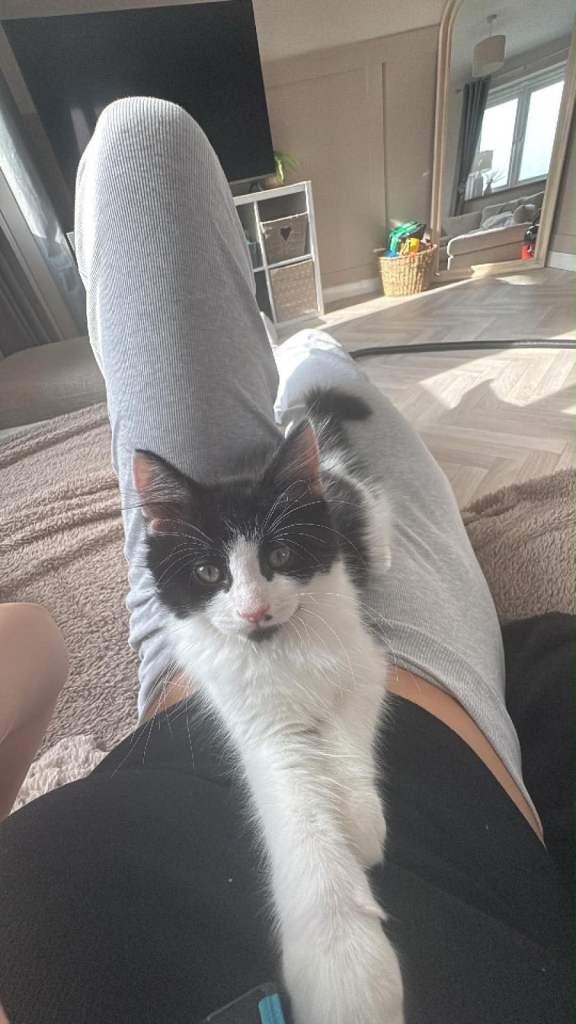 Kitten 9 weeks