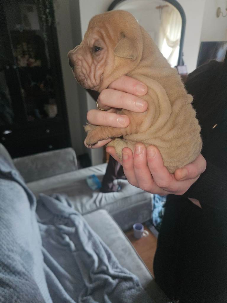 Beautiful litter shar pei pups 