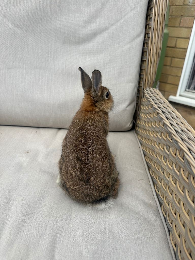Netherland dwarf buck looking for 5* home. 