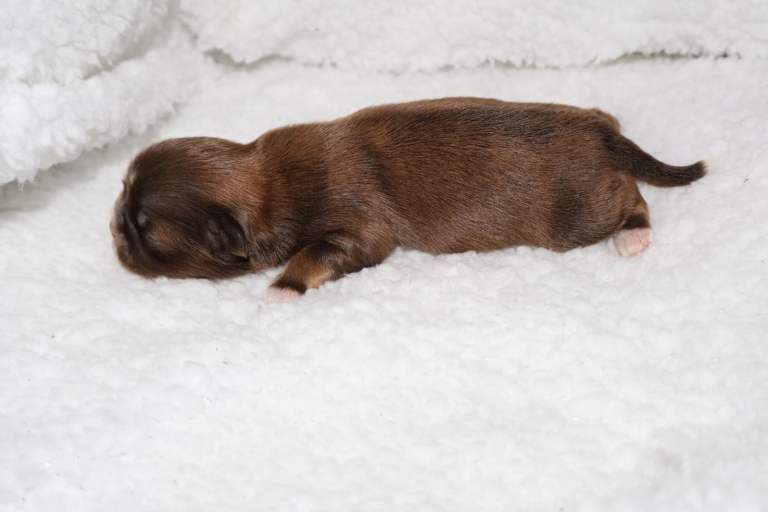 ✨Ultimate DNA Imperial’s now available✨