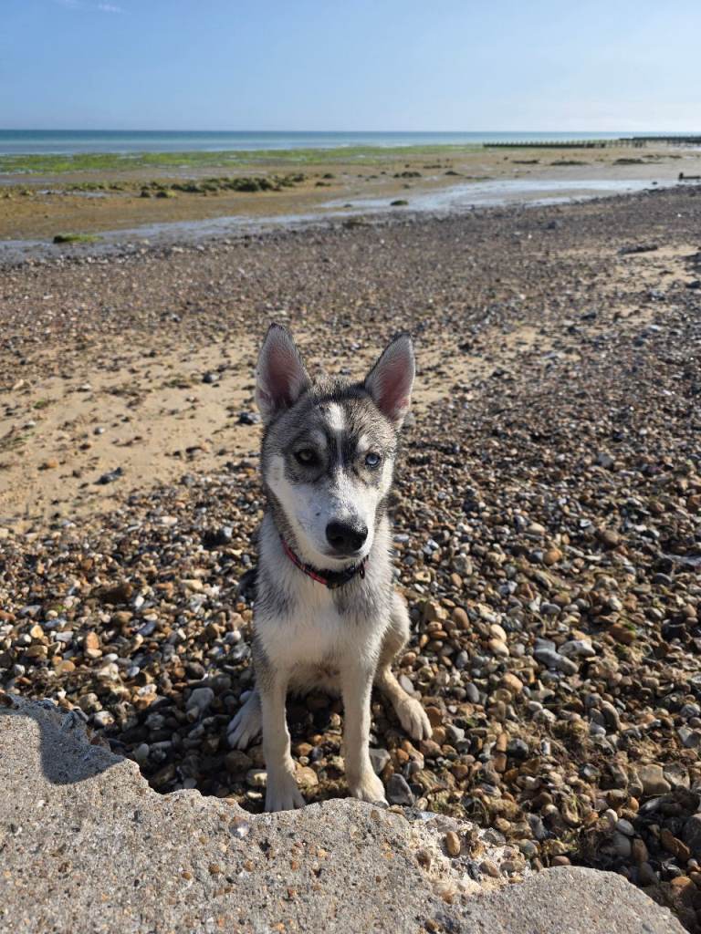 Pedigree husky pup