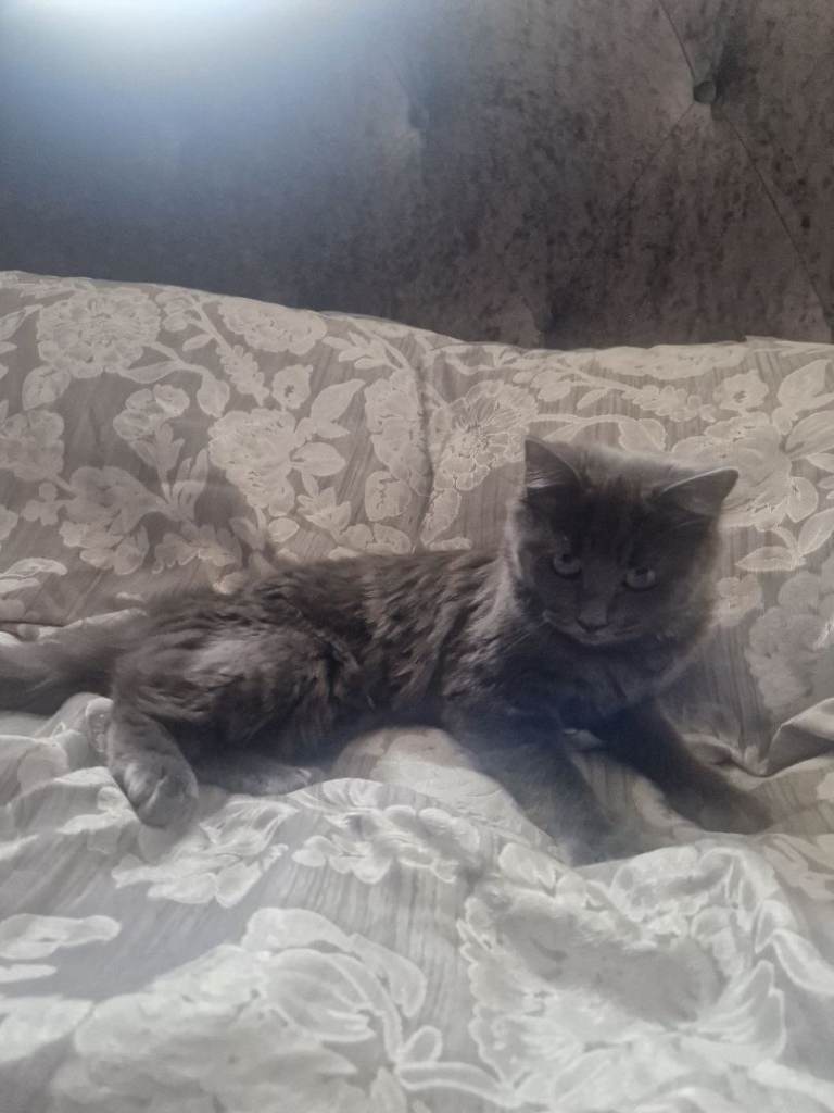 Silver kitten  born new years day 2026