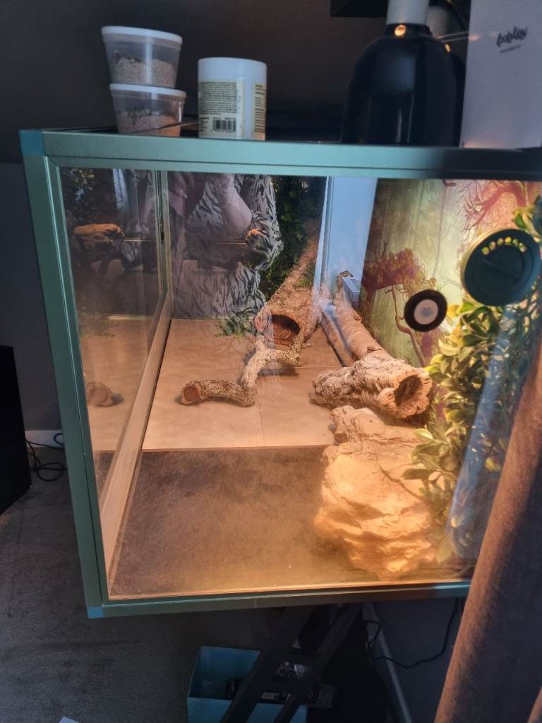 Reptile Enclosure | in Scone, Perth and Kinross | Gumtree