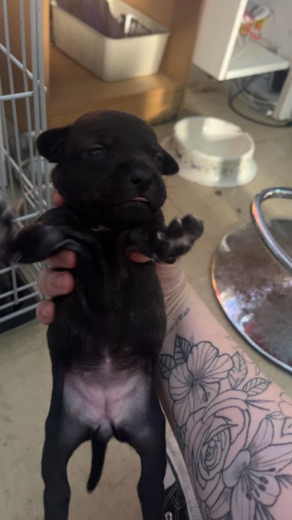 Staff puppies 