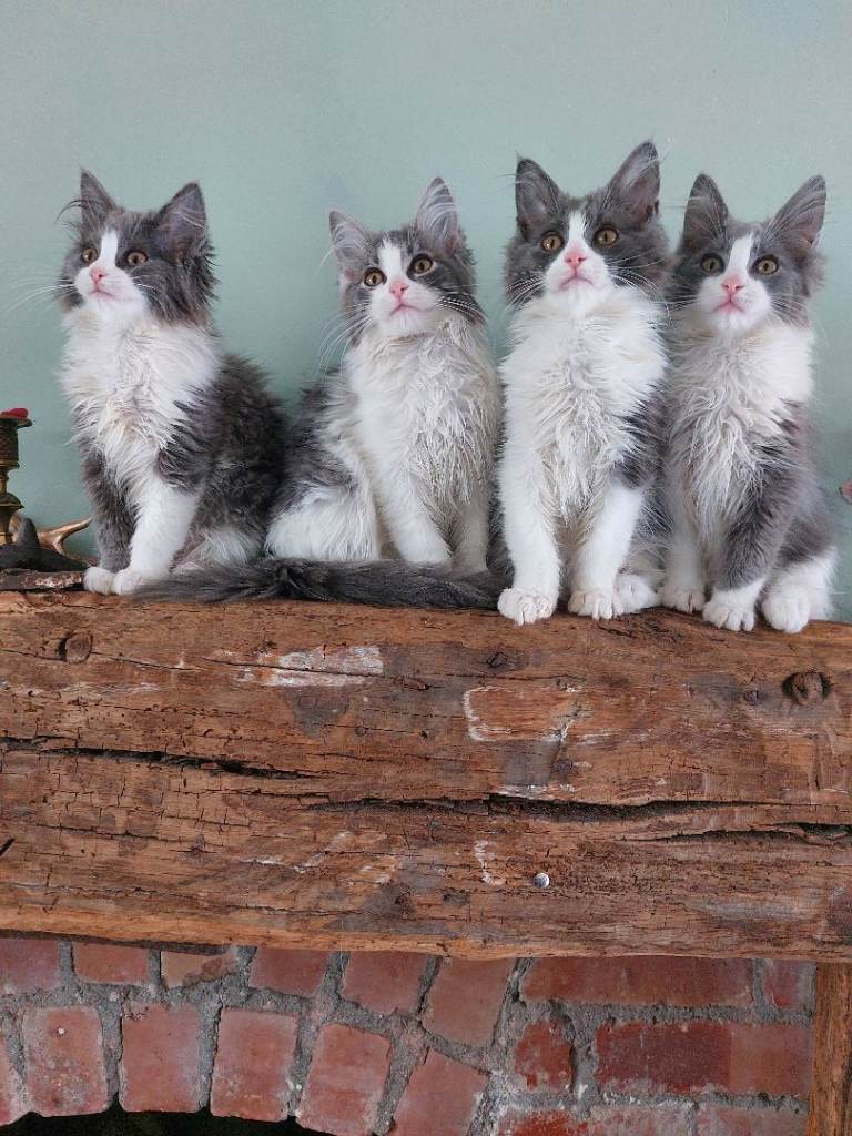 Maine coon x Ragdoll kittens 12 weeks 2 male 2 female 