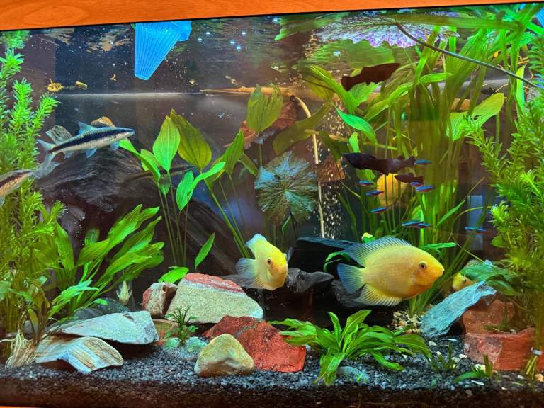 Golden Severum Cichlids 