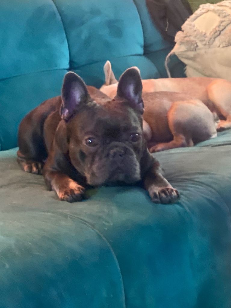 French bulldog 3 1/2 years old KC reg chipped w