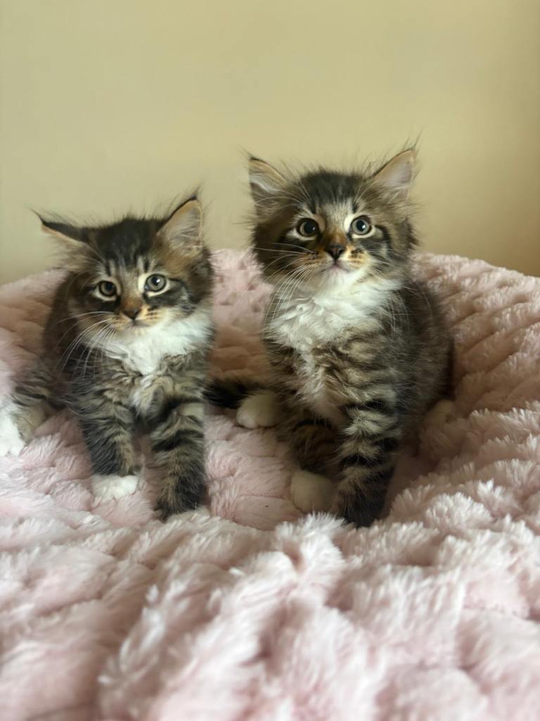 Fluffy Tabby Maine Coon Cross Kittens 
