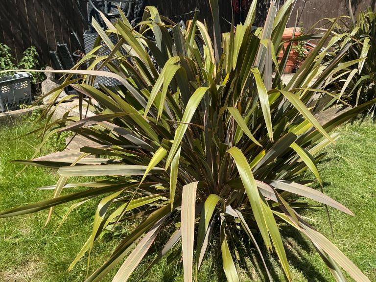 2 x Large cordyline  Plant for Garden - Healthy and Establishedl