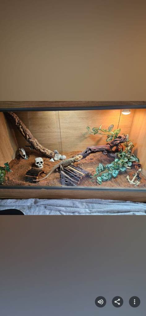Bearded dragon tank 