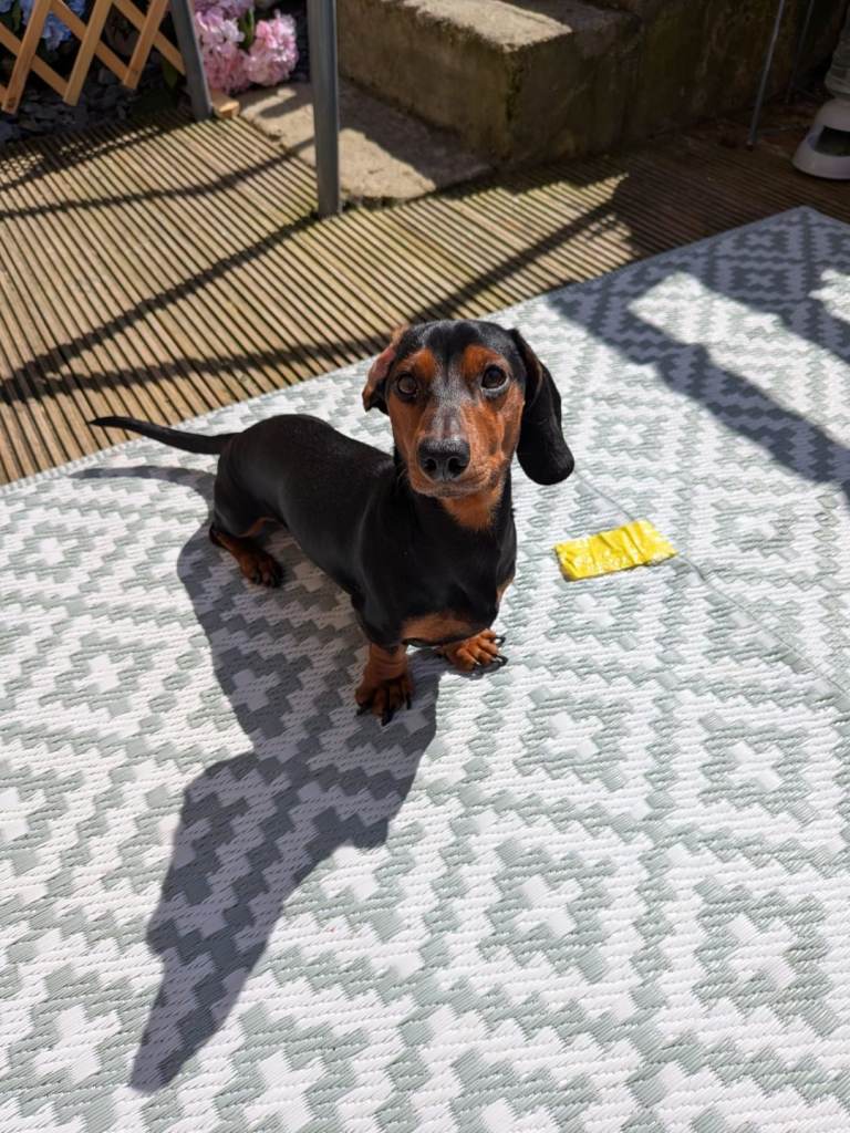 Minature dachsund needing home 