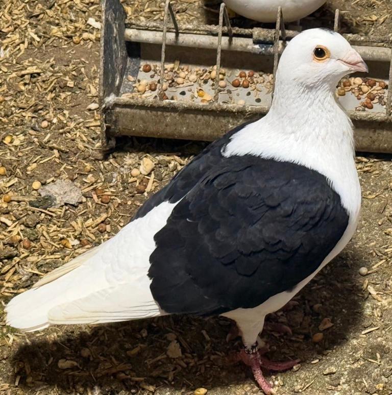 Saddle Racing Pigeon