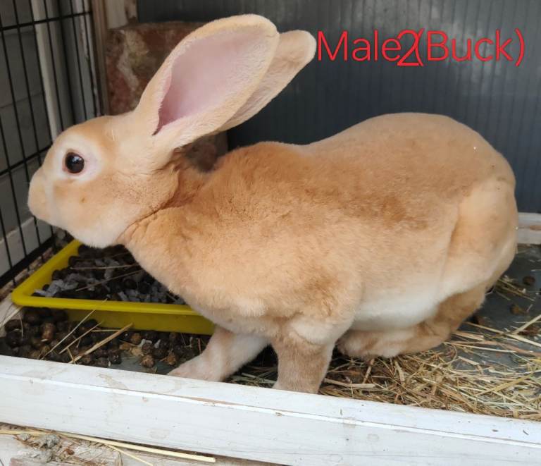 Rex (Buck) Rabbit