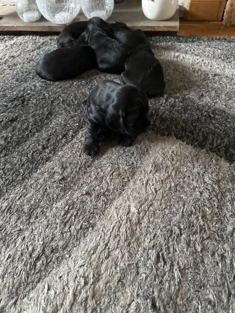 KC Registered cocker spaniel puppies