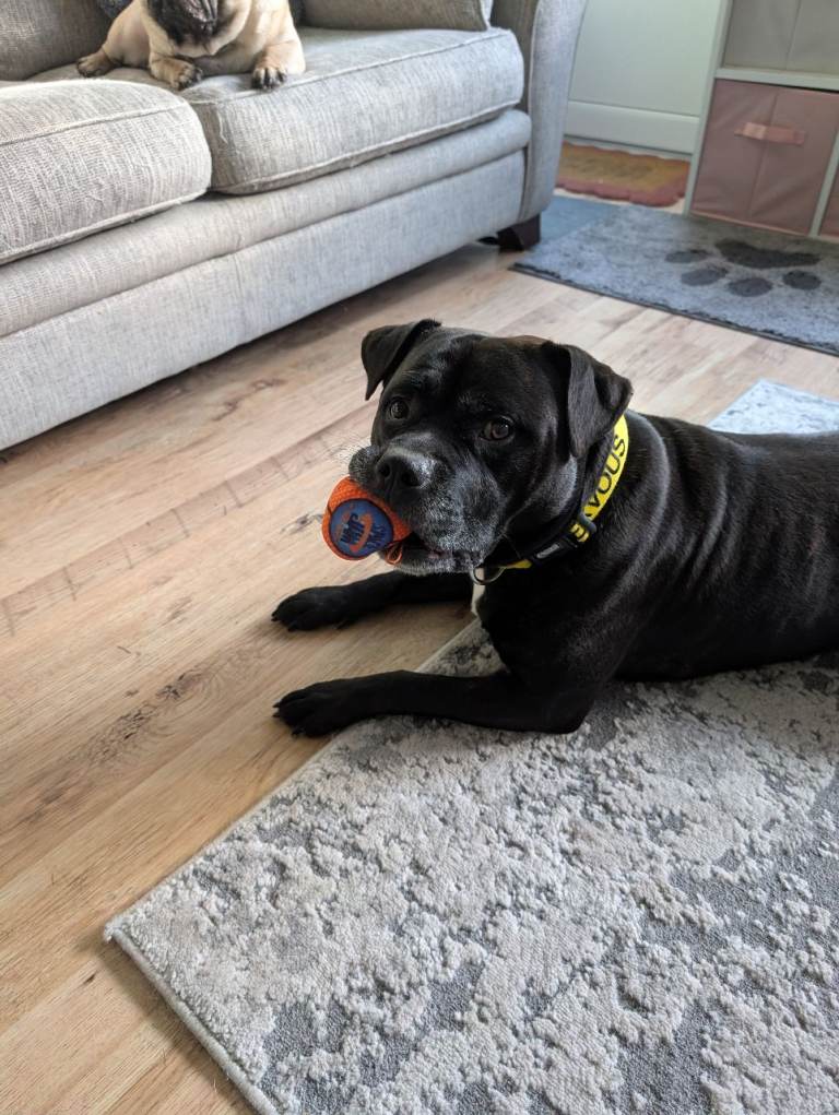 Gorgeous Male Staffie in need of a new loving home