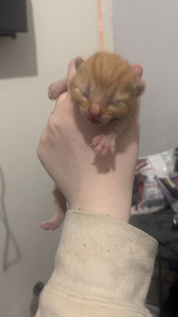 3 gorgeous babies looking for home 