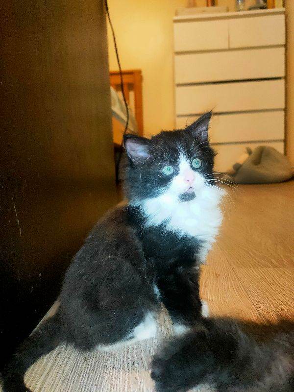 TABBY KITTENS FOR SALE